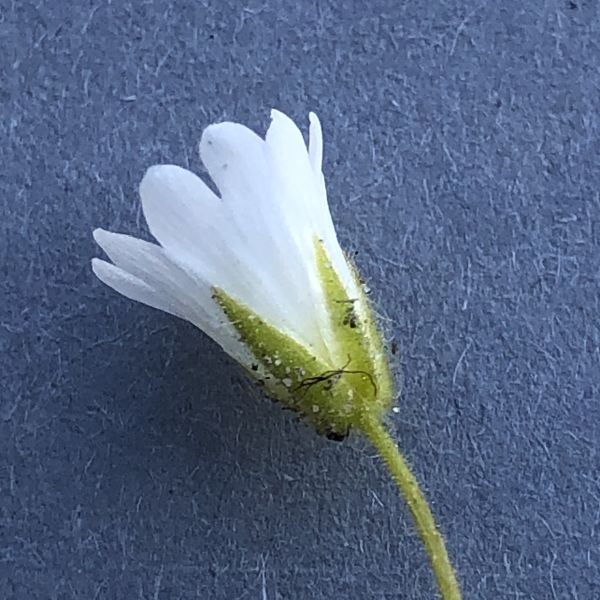 Cerastium alpinum alpinum ST Røros 2020.07 6 R.Elven
